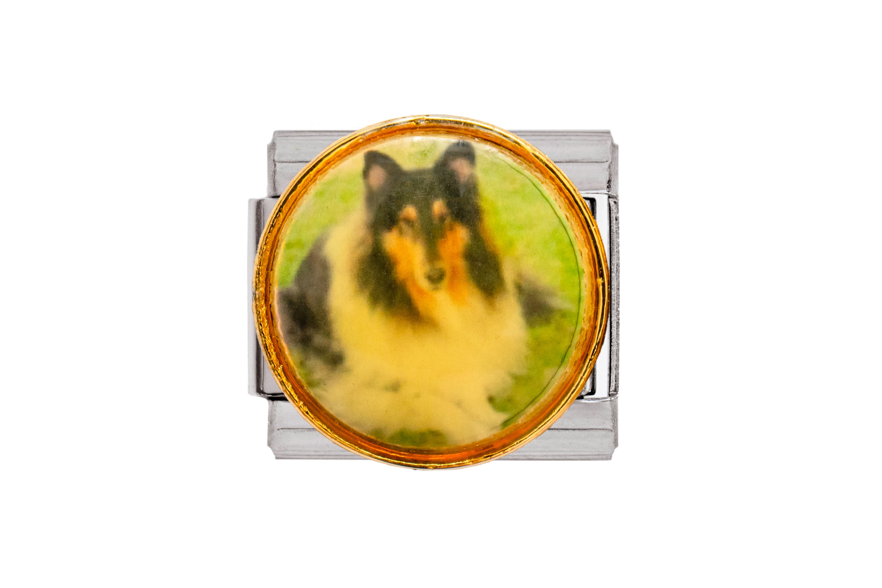 Collie Dog