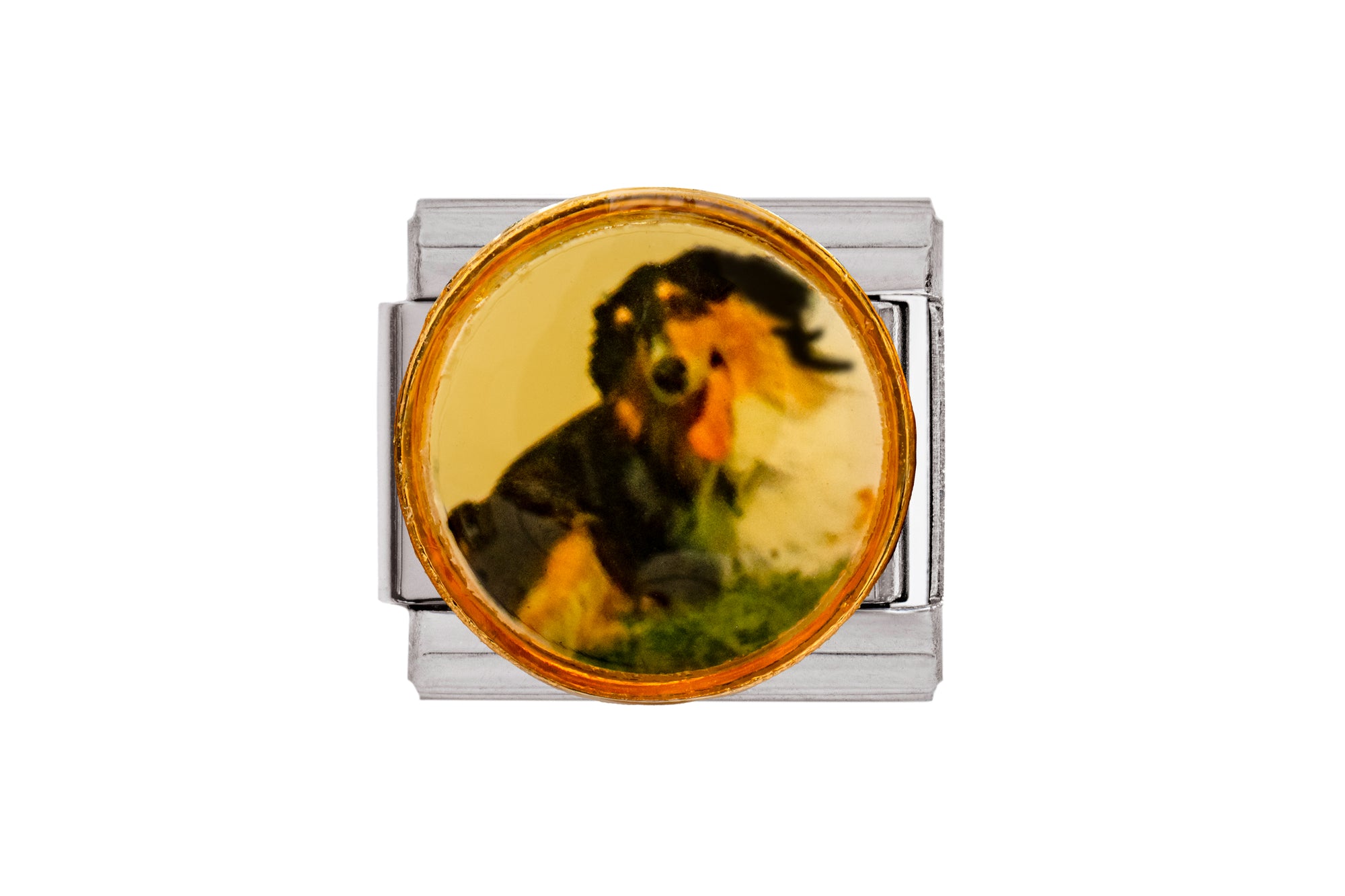 Longhair Dachshund Dog