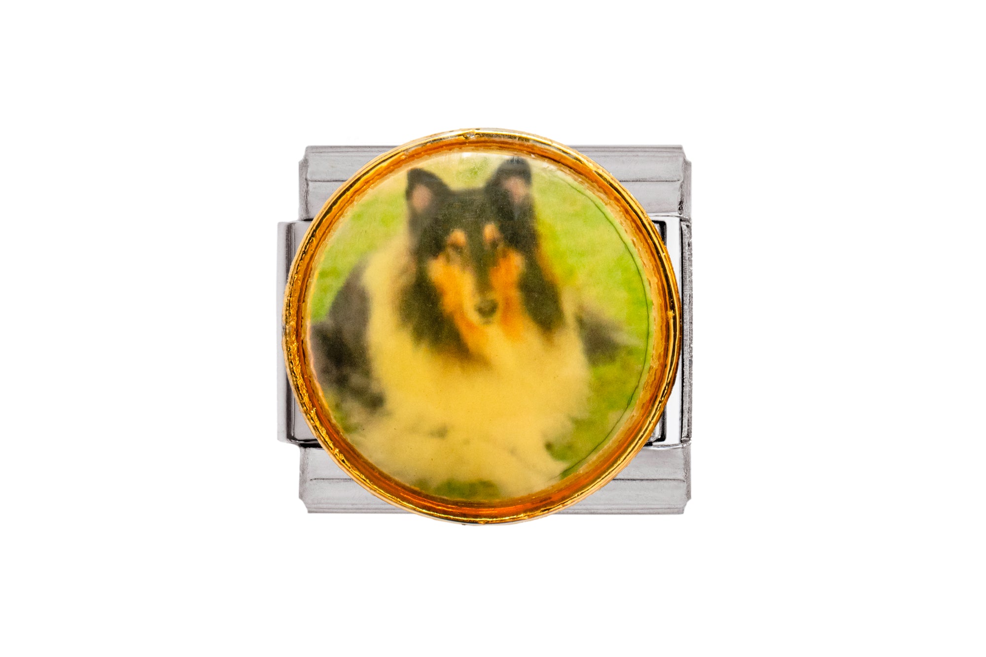 Collie Dog